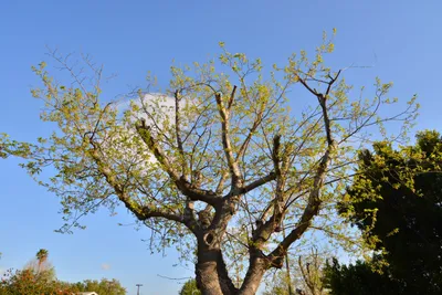 DSC_7222 (Large).JPG